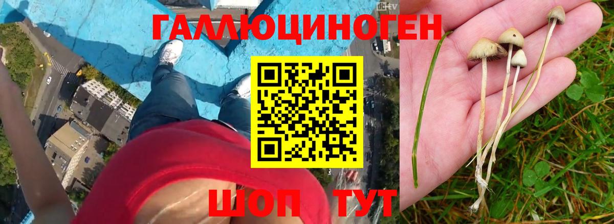Буйнакск  Псилоцибиновые грибы мицелий  Вход с VPN  Псилоцибиновые грибы ЛСД 